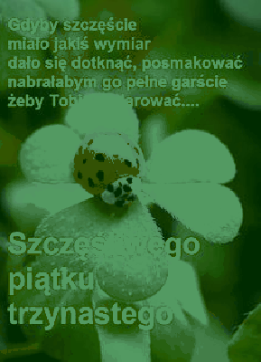 Biedroneczka przynosi szczęście na piątek 13-go